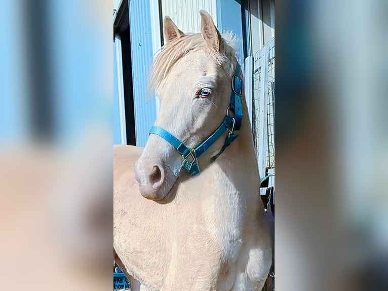 Caballo cremello / Creme horse Caballo castrado 7 años 152 cm Cremello in Lancaster