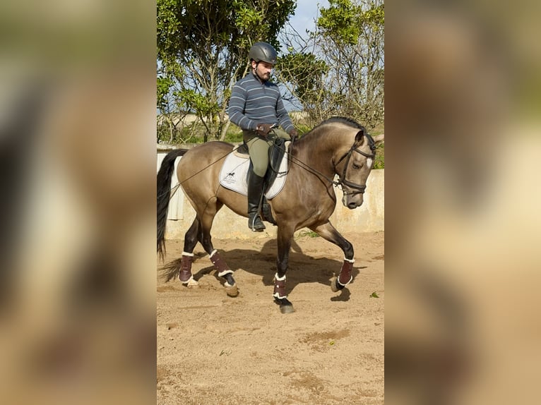 Caballo cremello / Creme horse Mestizo Semental 4 años 162 cm Bayo in Santo Isidoro