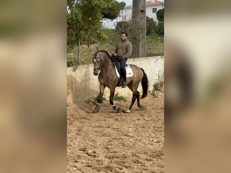 Caballo cremello / Creme horse Mestizo Semental 4 años 162 cm Bayo in Santo Isidoro