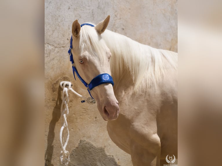 Caballo cremello / Creme horse Semental 3 años 170 cm Cremello in Navalperal De Pinares