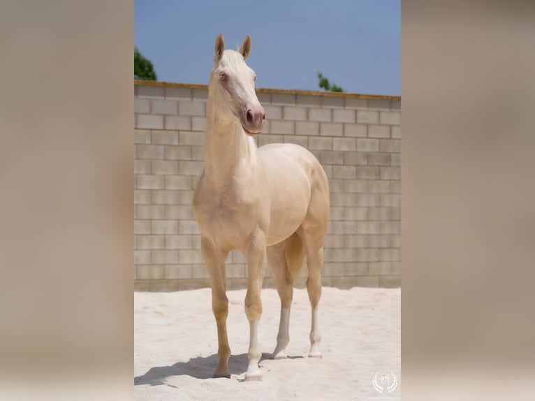 Caballo cremello / Creme horse Semental 3 años 170 cm Cremello in Navalperal De Pinares