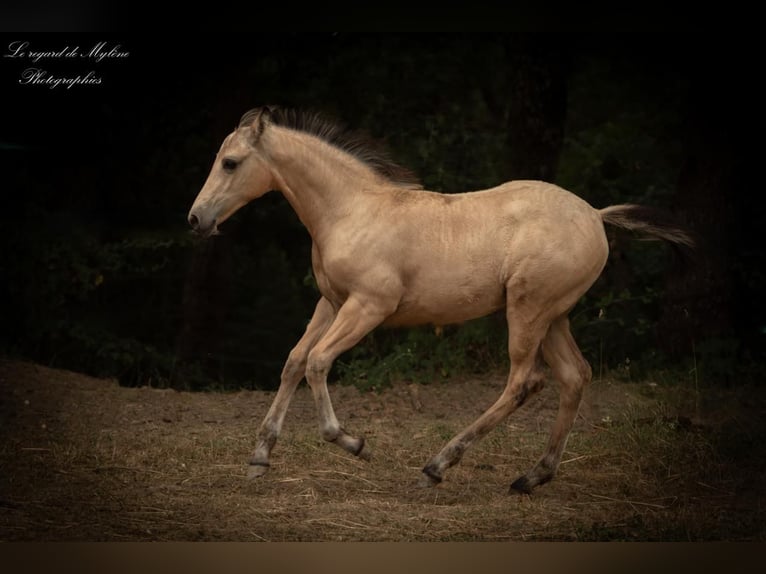 Caballo cremello / Creme horse Yegua 1 año Bayo in Aigrefeuille