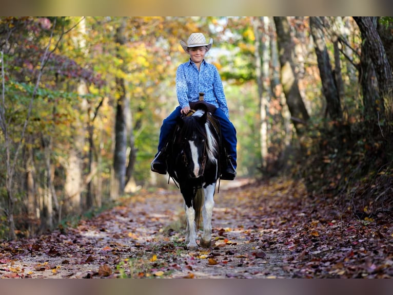 Caballo cuarto de milla Caballo castrado 10 años 127 cm Tobiano-todas las-capas in Santa Fe, TN