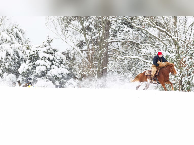 Caballo cuarto de milla Caballo castrado 10 años 145 cm Overo-todas las-capas in Quitman AR