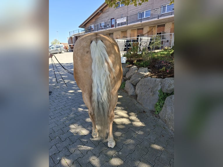 Caballo cuarto de milla Caballo castrado 10 años 146 cm Palomino in Hosenruck