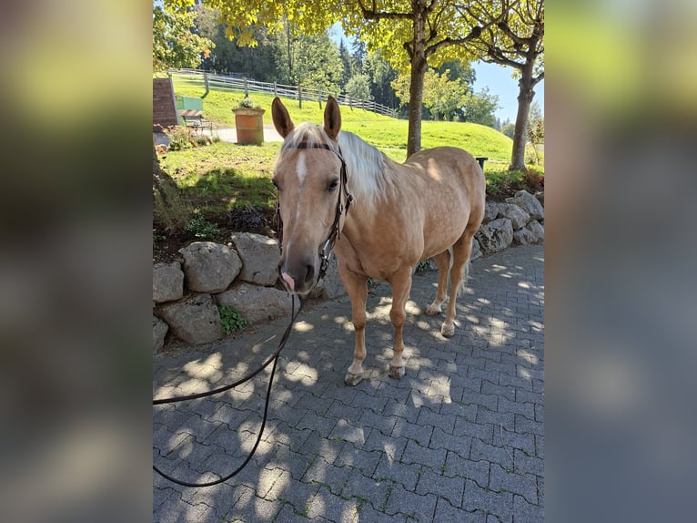 Caballo cuarto de milla Caballo castrado 10 años 146 cm Palomino in Hosenruck