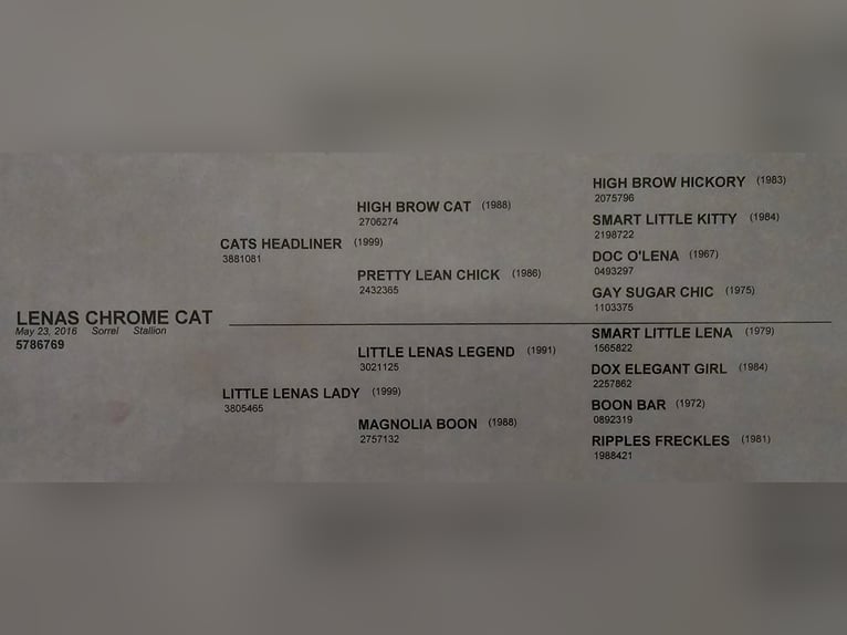 Caballo cuarto de milla Caballo castrado 10 años 147 cm Alazán-tostado in Weatherford TX