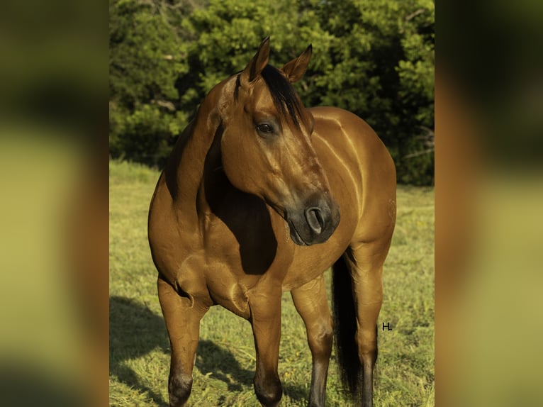 Caballo cuarto de milla Caballo castrado 10 años 147 cm Castaño rojizo in Weatherford, TX