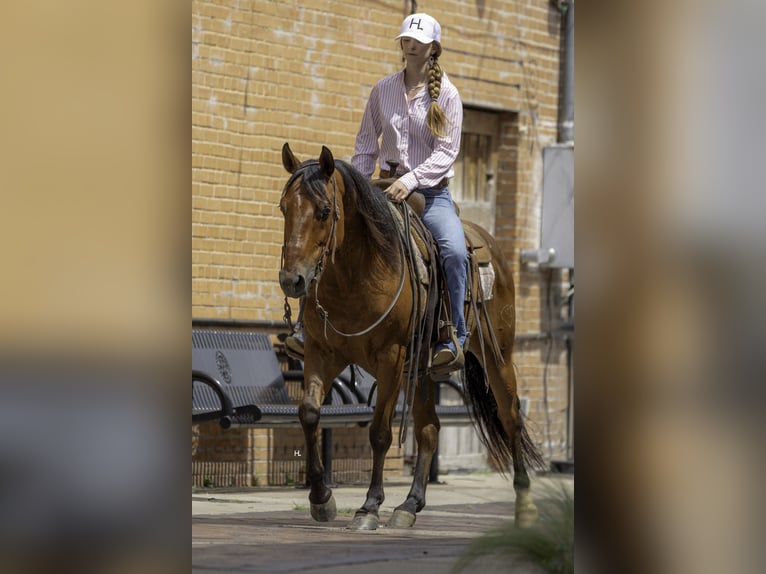 Caballo cuarto de milla Caballo castrado 10 años 147 cm Castaño rojizo in Weatherford, TX
