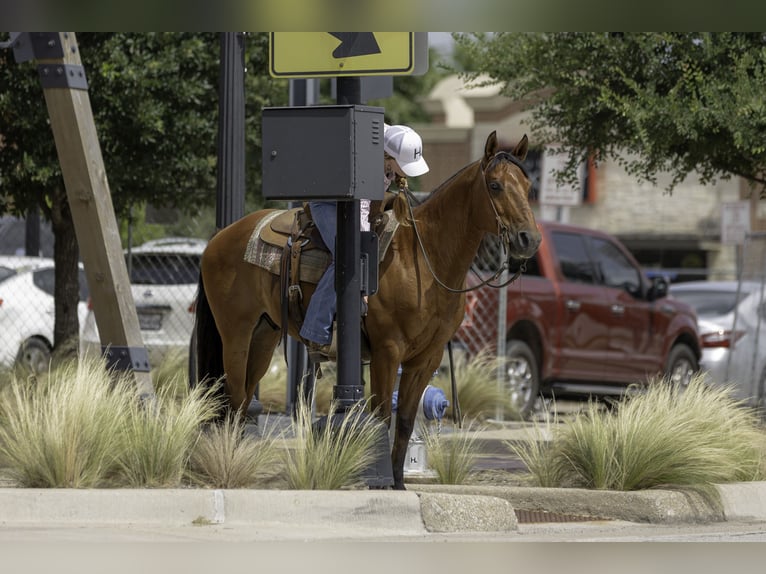 Caballo cuarto de milla Caballo castrado 10 años 147 cm Castaño rojizo in Weatherford, TX