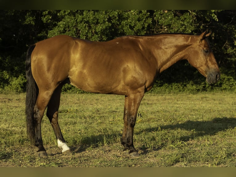 Caballo cuarto de milla Caballo castrado 10 años 147 cm Castaño rojizo in Weatherford, TX
