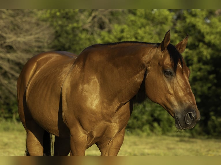 Caballo cuarto de milla Caballo castrado 10 años 147 cm Castaño rojizo in Weatherford, TX