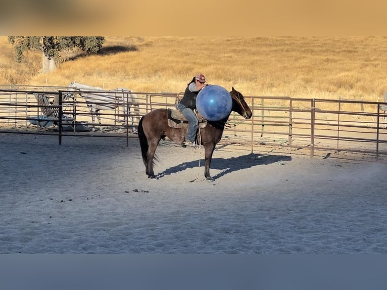 Caballo cuarto de milla Caballo castrado 10 años 147 cm Castaño-ruano in Bitterwater CA