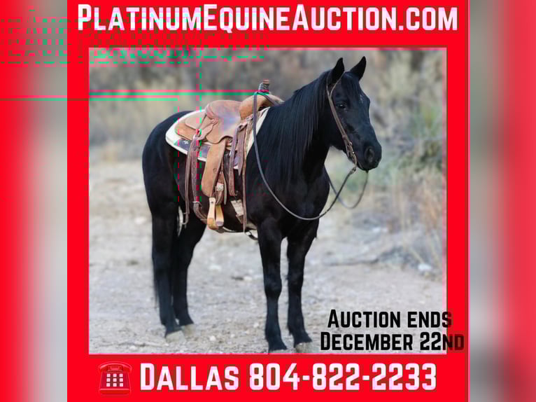 Caballo cuarto de milla Caballo castrado 10 años 147 cm Negro in Camp Verde AZ