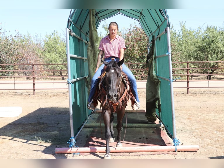 Caballo cuarto de milla Caballo castrado 10 años 147 cm Negro in Pleasant Grove CA