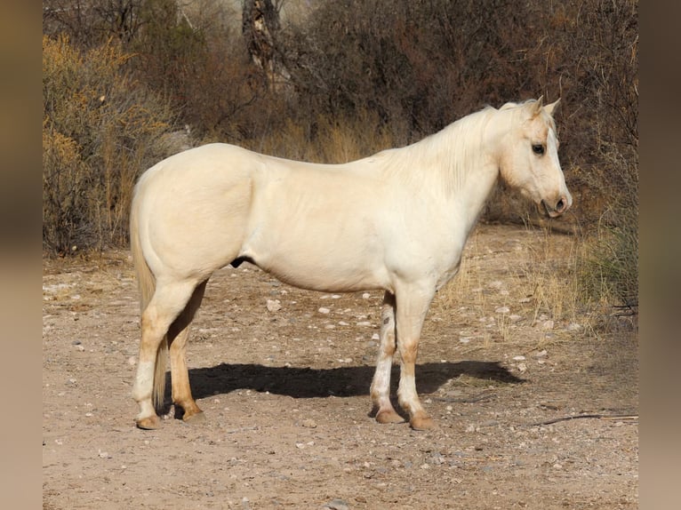 Caballo cuarto de milla Caballo castrado 10 años 147 cm Palomino in Camp Verde AZ