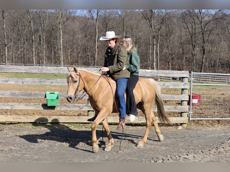 Caballo cuarto de milla Caballo castrado 10 años 147 cm Palomino in Mc Connellsburg