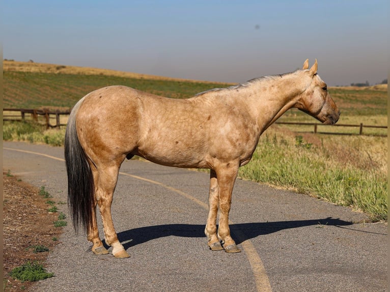 Caballo cuarto de milla Caballo castrado 10 años 147 cm Palomino in Norco