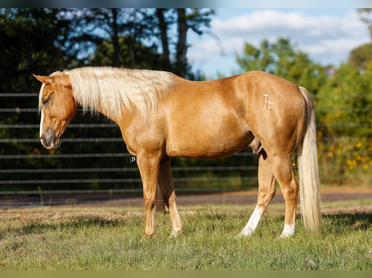 Caballo cuarto de milla Caballo castrado 10 años 147 cm Palomino in Troy