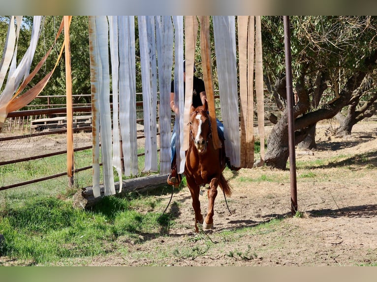 Caballo cuarto de milla Caballo castrado 10 años 150 cm Alazán-tostado in Valley Springs CA