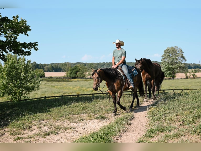 Caballo cuarto de milla Caballo castrado 10 años 150 cm Buckskin/Bayo in Dalton