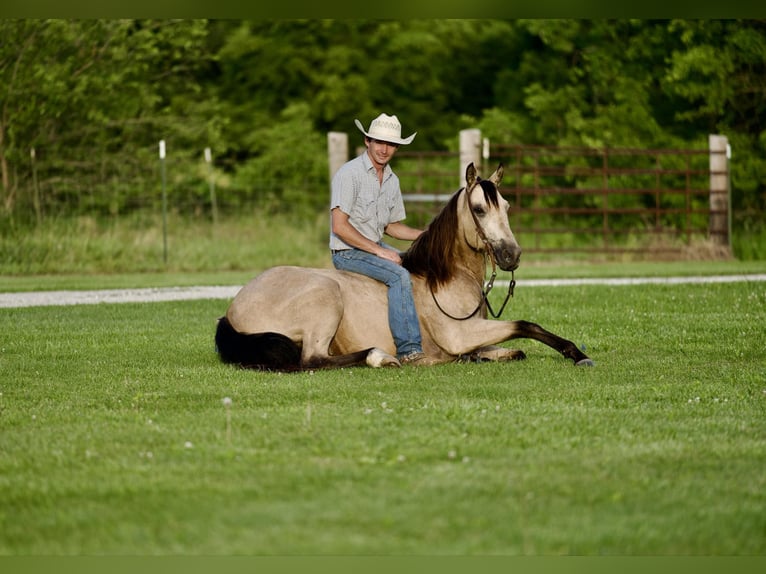 Caballo cuarto de milla Caballo castrado 10 años 150 cm Buckskin/Bayo in CANYON, TX