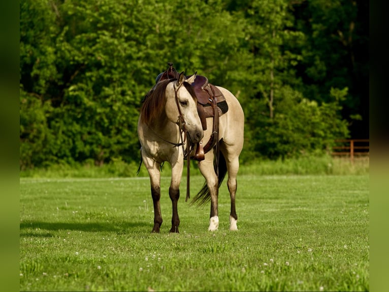 Caballo cuarto de milla Caballo castrado 10 años 150 cm Buckskin/Bayo in CANYON, TX