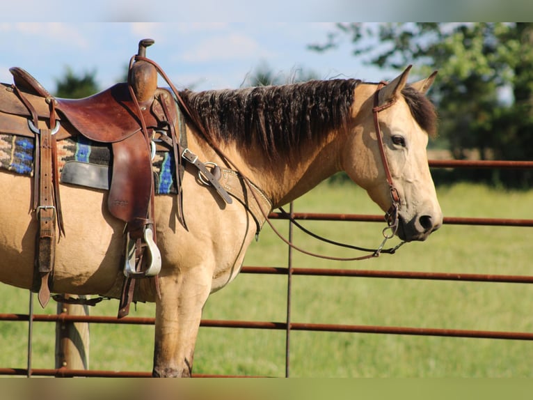Caballo cuarto de milla Caballo castrado 10 años 150 cm Buckskin/Bayo in Sonora KY