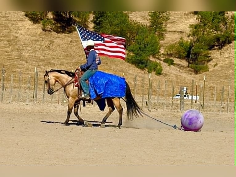 Caballo cuarto de milla Caballo castrado 10 años 150 cm Buckskin/Bayo in Tres Pinos