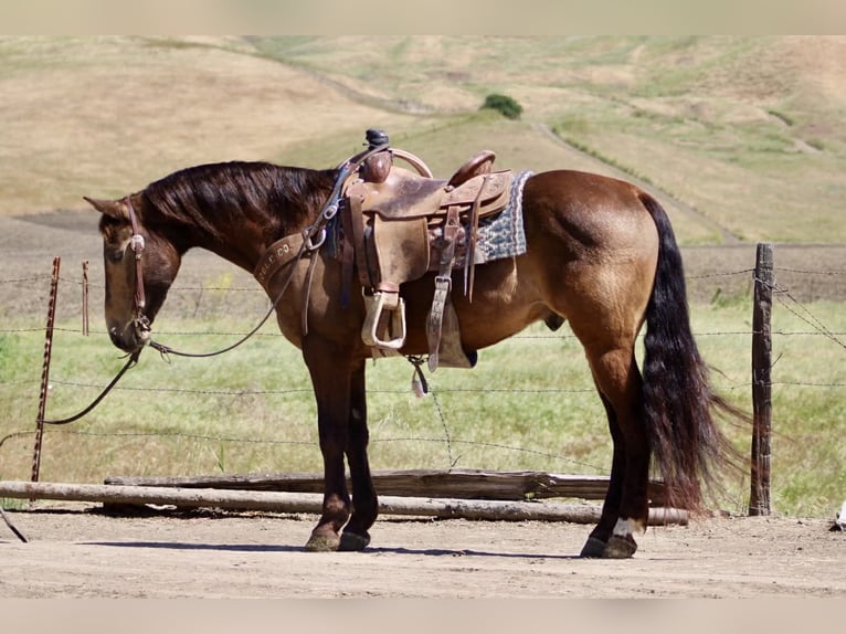 Caballo cuarto de milla Caballo castrado 10 años 150 cm Buckskin/Bayo in Tres Pinos