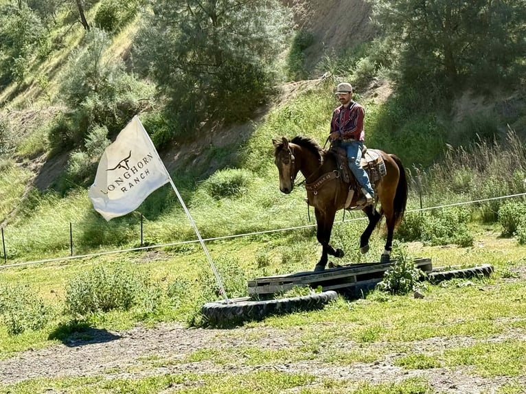 Caballo cuarto de milla Caballo castrado 10 años 150 cm Buckskin/Bayo in Tres Pinos