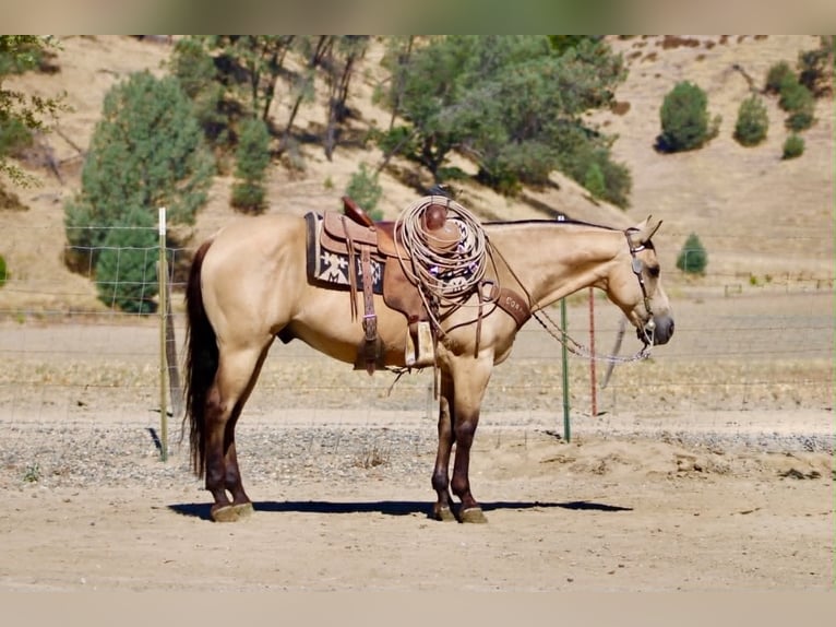 Caballo cuarto de milla Caballo castrado 10 años 150 cm Buckskin/Bayo in Tres Pinos