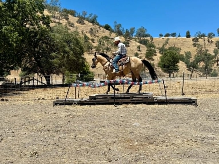 Caballo cuarto de milla Caballo castrado 10 años 150 cm Buckskin/Bayo in Tres Pinos