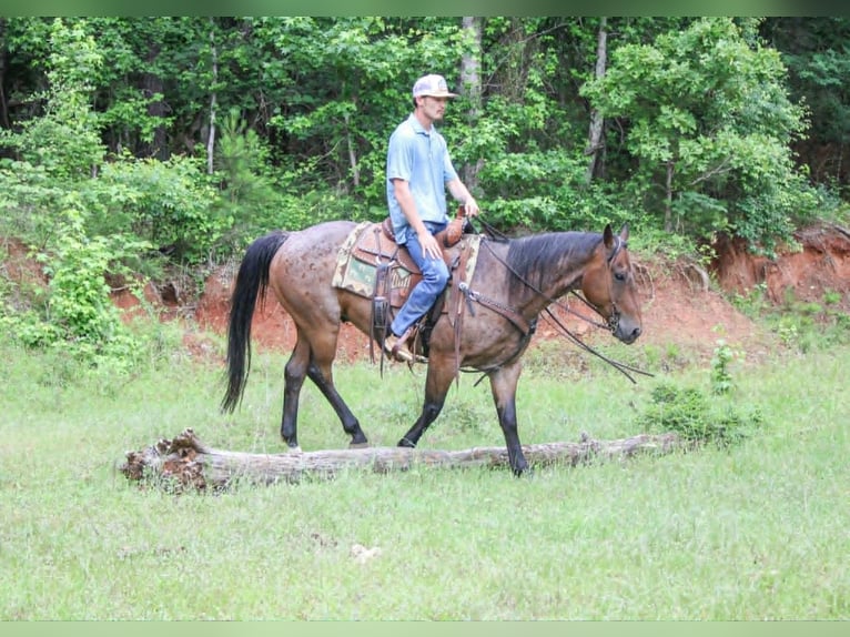 Caballo cuarto de milla Caballo castrado 10 años 150 cm Castaño-ruano in Rusk