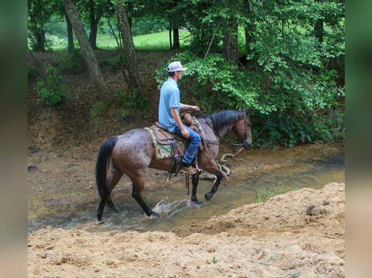Caballo cuarto de milla Caballo castrado 10 años 150 cm Castaño-ruano in Rusk
