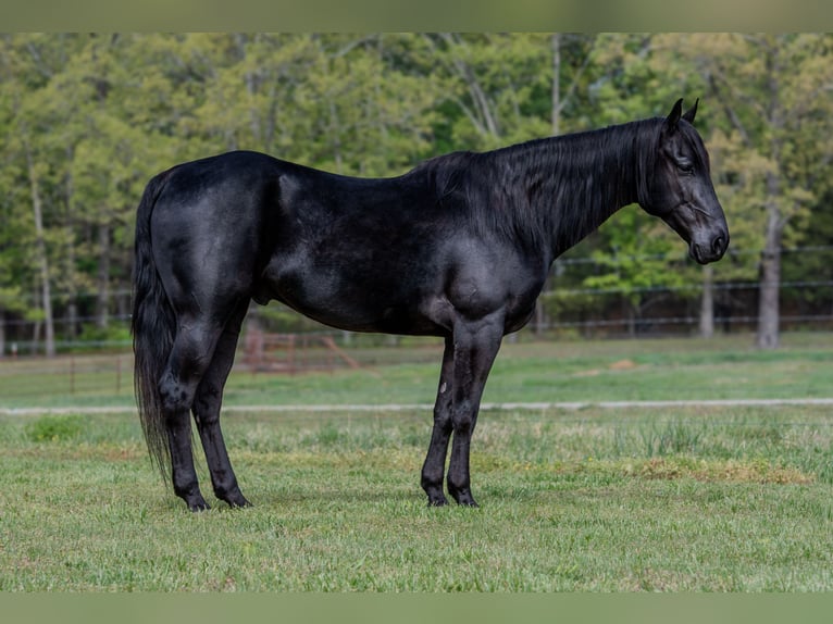 Caballo cuarto de milla Caballo castrado 10 años 150 cm Negro in Quitman