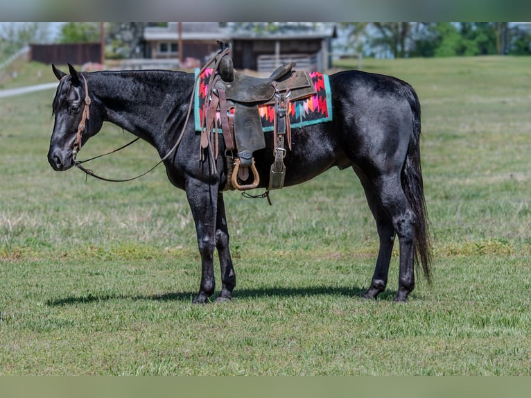 Caballo cuarto de milla Caballo castrado 10 años 150 cm Negro in Quitman