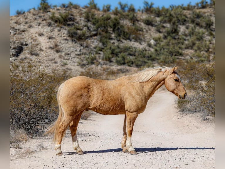 Caballo cuarto de milla Caballo castrado 10 años 150 cm Palomino in Camp Verde TX