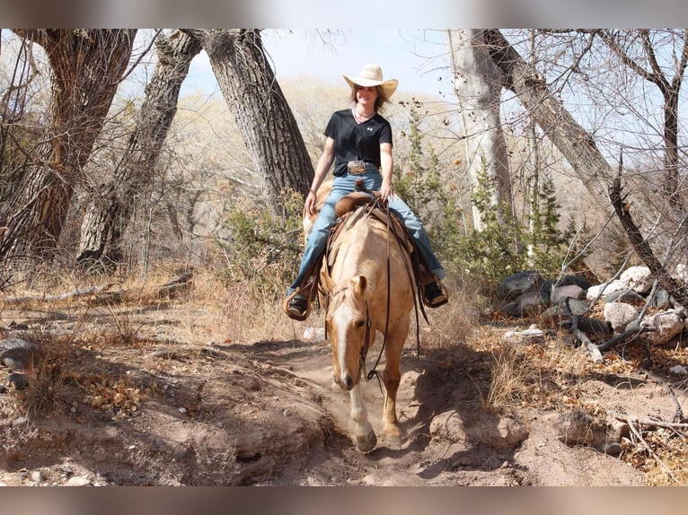 Caballo cuarto de milla Caballo castrado 10 años 150 cm Palomino in Camp Verde TX