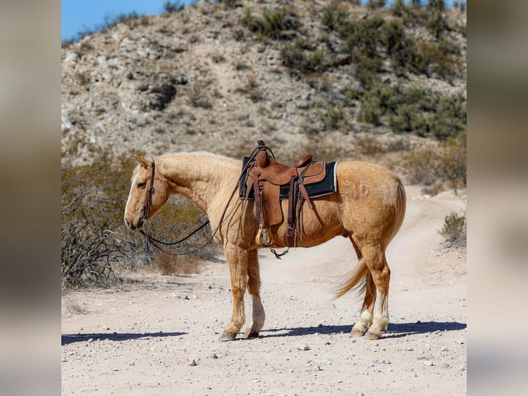 Caballo cuarto de milla Caballo castrado 10 años 150 cm Palomino in Camp Verde TX