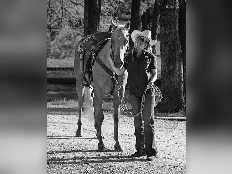 Caballo cuarto de milla Caballo castrado 10 años 150 cm Palomino in Addison