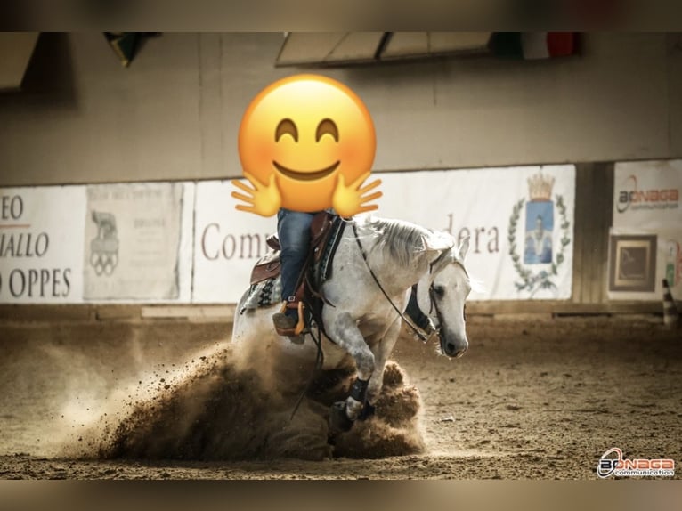 Caballo cuarto de milla Caballo castrado 10 años 150 cm Tordo in Massarella