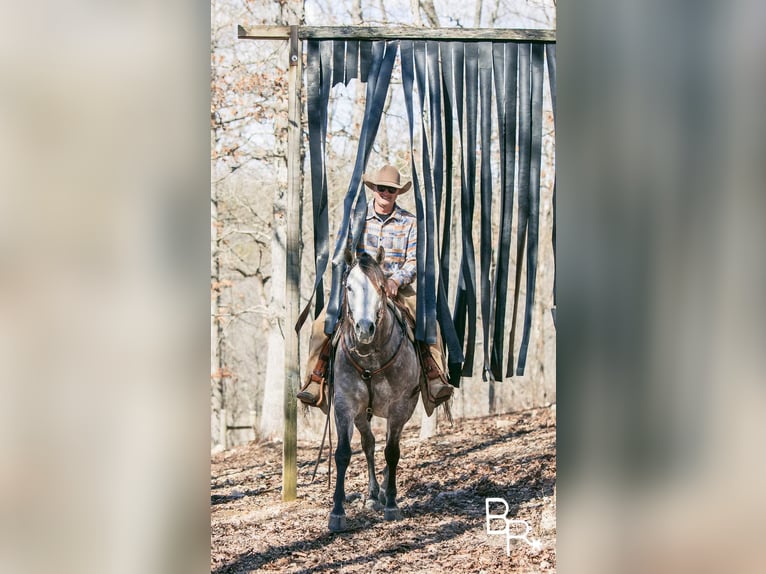 Caballo cuarto de milla Caballo castrado 10 años 150 cm Tordo rodado in Mountain Grove MO