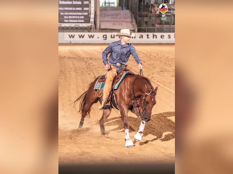 Caballo cuarto de milla Caballo castrado 10 años 151 cm Alazán-tostado in Clenze Seelwig