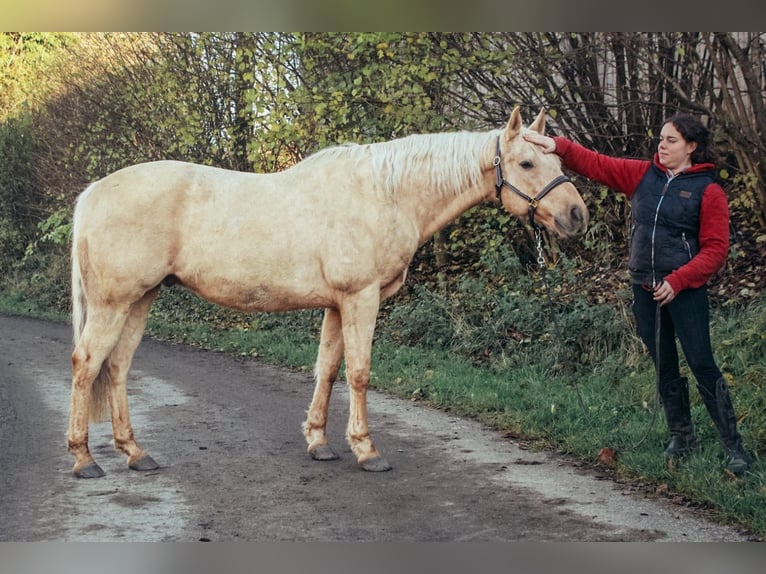 Caballo cuarto de milla Caballo castrado 10 años 151 cm Palomino in Haldenwang