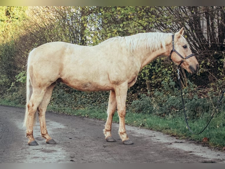 Caballo cuarto de milla Caballo castrado 10 años 151 cm Palomino in Haldenwang