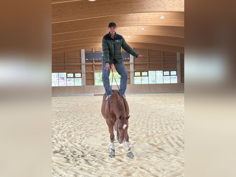 Caballo cuarto de milla Caballo castrado 10 años 152 cm Alazán in Tuntenhausen