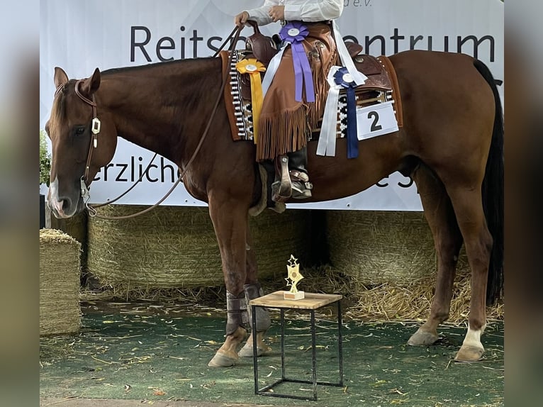 Caballo cuarto de milla Caballo castrado 10 años 152 cm Alazán-tostado in Reutlingen