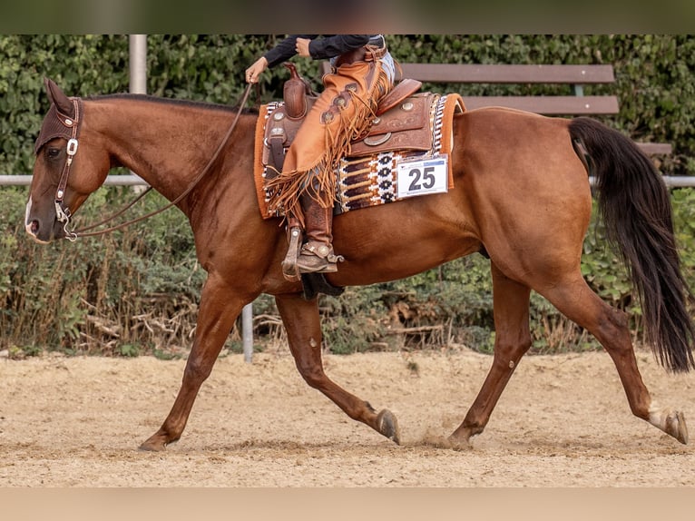 Caballo cuarto de milla Caballo castrado 10 años 152 cm Alazán-tostado in Reutlingen