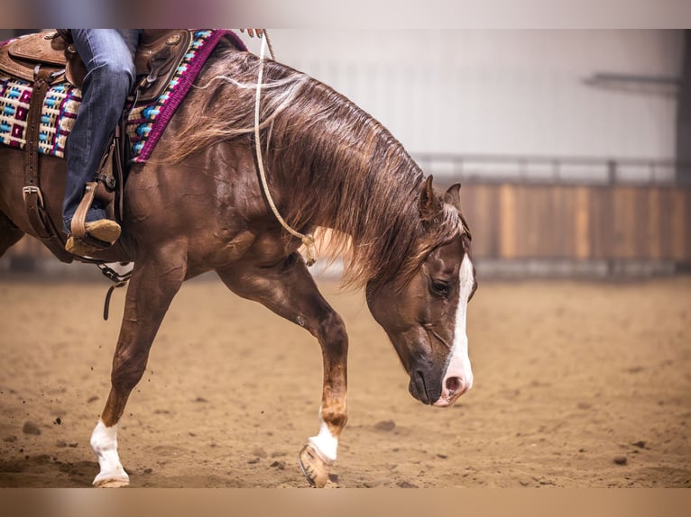 Caballo cuarto de milla Caballo castrado 10 años 152 cm Alazán-tostado in Canistota